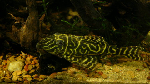 darters an plecos 111.JPG