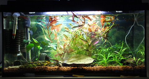 60 litre tank