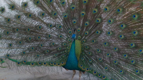 Peacock 10.JPG