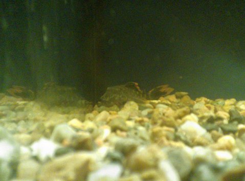 Lousy picture, fish was sitting at back of a dark tank.