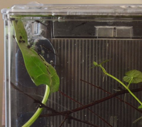 Farlowella vittata fry, 2 days old, on spinach leaf