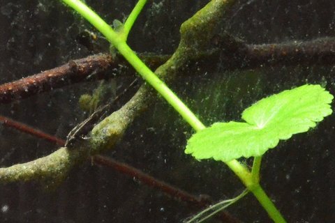 2-day old Farlowella vittata fry, on Repashy 'lollipip'