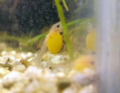 Clown pleco fry ~3 days old_1.jpg