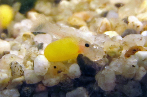 Clown pleco fry ~3 days old_4.jpg