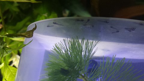 photo of my cory and fry