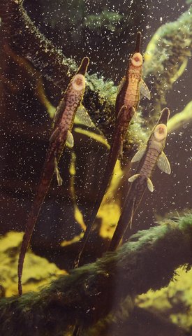 Adult Farlowella vittata, gravid female between two males, showing sexual dimorphism on nose and genitals.