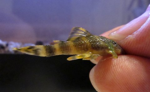 Clown pleco fry 3 months old_2.jpg