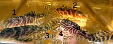 Hypancistrus 1-4 side_labeled.jpg