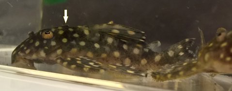 L201 small fish head spine.jpg