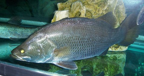 Barramundi 1.JPG