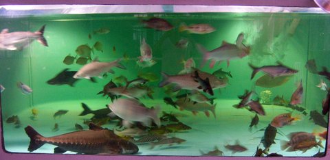 Group, tank 2-1 Mar 2016 3.JPG