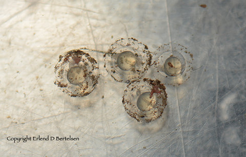 Bunocephalus coracoideus egg