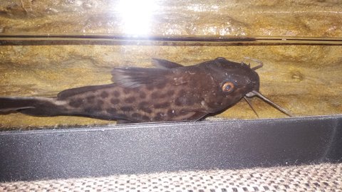 First specimen (female)