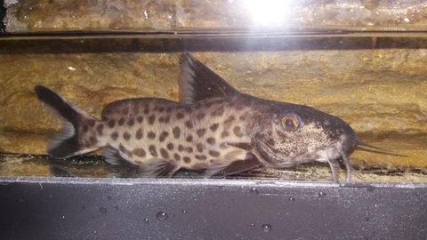 Second specimen (male)