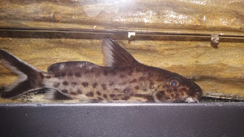 Third specimen  (I believe another female)
