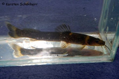 Chasmocranus_longior_2290.jpg