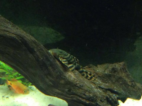 Red Zebra Pleco1.jpg