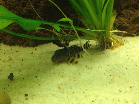 Red Zebra Pleco2.jpg