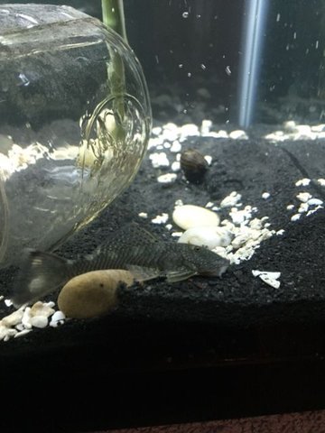 pleco 2.jpg