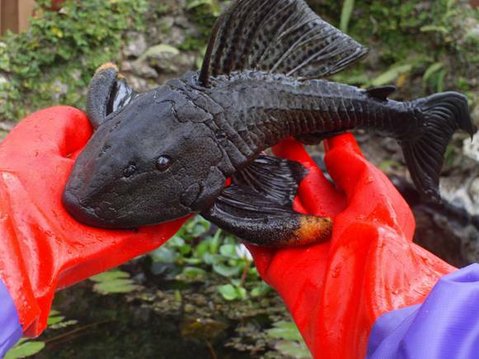 pleco id.jpg