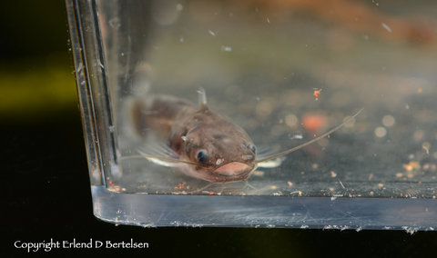 16 weeks old Spinipterus sp.