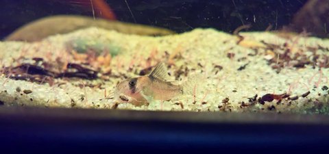 Corydoras duplicareus 6 weeks old_1a.jpg