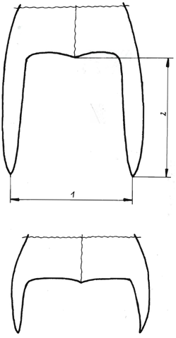 B. coracoideus (above) vs. B. knerii (below). Image, VA Zarske.