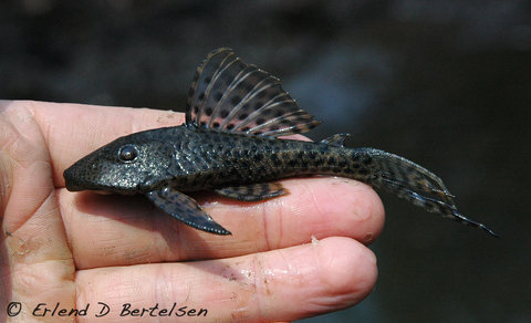 Hypostomus-sp.-SanMartin_1.jpg