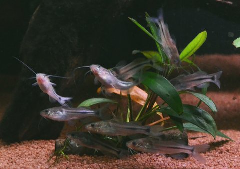 Group of Brachyrhamdia marthae when newly purchased