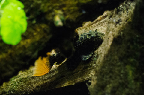 [clog]Pseudacanthicus sp(l427)[/clog] juvenile, approx 2&quot;SL