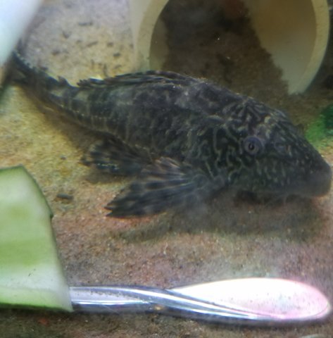 unknown pleco.jpg