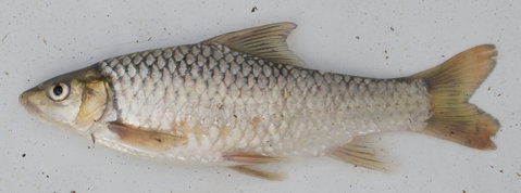 Labeobarbus marequensis