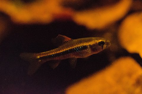 Juvenile Poecilocharax weitzmani, approx 12mm long.