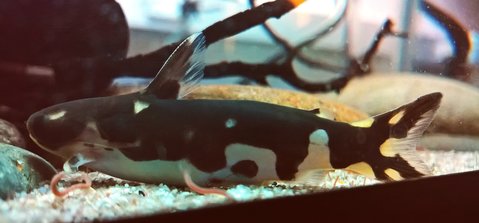 Centromochlus orca female feeding.jpg