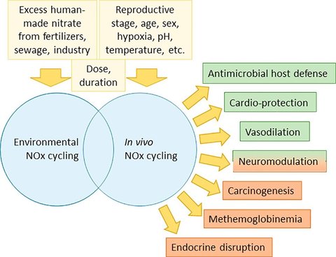 &quot;Graphical abstract&quot;