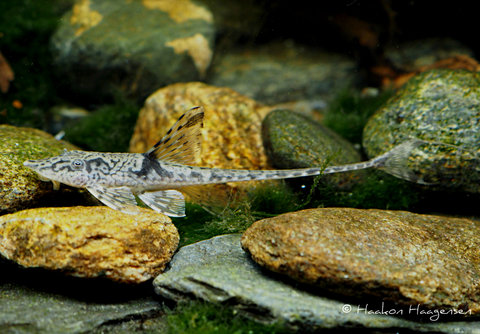 Sturisomatichthys sp. &quot;Colombia&quot;