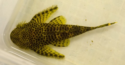 Pseudolithoxus dumus L244, Fish 5, 115mmSL