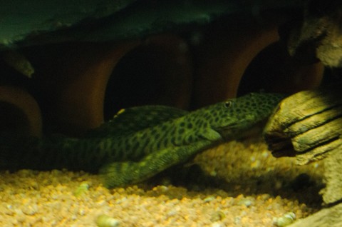 The big male [clog]Pseudolithoxus dumus[/clog] out and about last night.