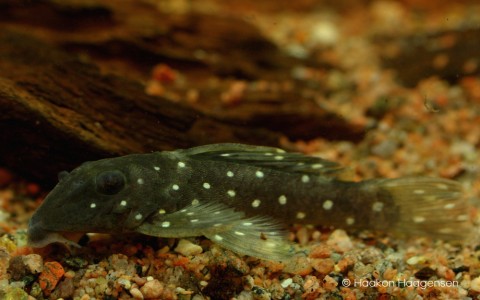 Oligancistrus sp. Xingu