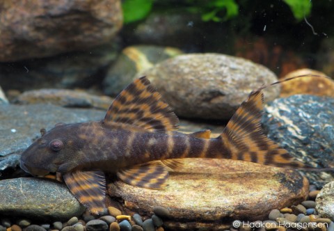 Panaqolus sp. &quot;Peru 1&quot;