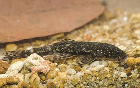 Paralithoxus mocidade, live, paratype, INPA 52424, female, 49.5 mm SL. Photo by Haroldo Palo Jr.