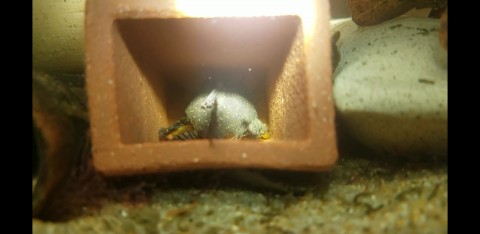 Male with two egg masses, one under each pectoral.