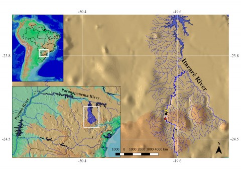Fig. 1. Location of sampling sites in the Jaguariaiva River, Upper Parana River basin, Brazil: PCH Nova Jaguariaíva (bar); upstream (red circle); reservoir (black circle); downstream (yellow circle)