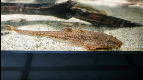 Dad within moments of release. Body color red-tinted. A normal-colored adult is behind him.