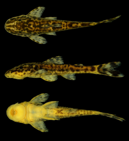 Parotocinclus sp. 2. Paraguaçu River, municipality of Ibicoara, Bahia