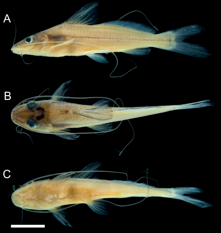 Figure 1. Pimelodella longibarbata, holotype, IAvH-P 21920, 48.6 mm SL.