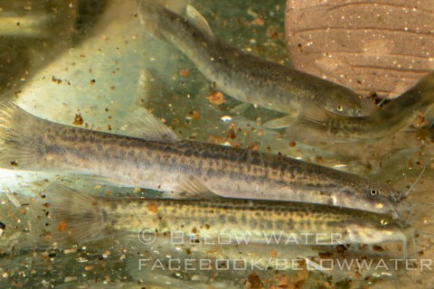 Blue Eel Catfish.jpg