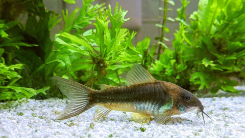 Corydoras aeneus cropped.png