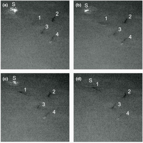 Fig. 2 Nocturnal scene of one allis shad spawning act (S), showing four European catfish individuals (#1–4) and one catfish (#1) coming close to the spawning act (panels a, b and c) to attack it (panel d).