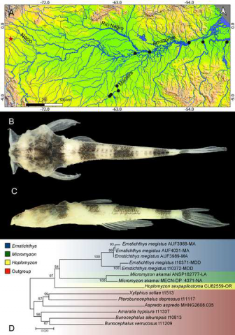 Figure 1. (A) Distribution of Micromyzon akamai in the Amazon basin. Black circles:<br />Distribution according to Carvalho et al., 2016. Red star: New record in Curaray River.<br />(B, C) MECN-DP 4371, 12.9 mm LS, new record, Curaray River, Napo Basin, Ecuador<br />in dorsal, lateral and ventral. (D) Phylogenetic relationships of Hoplomyzontinae (and<br />outgroups) supported by maximum likelihood (RAXML - GTRGAMMAI) using COI<br />sequences, with the inclusion of Micromyzon akamai collected from the Curaray River<br />(Ecuador), LA=Lower Amazon, MA=Marañon, MDD= Madre de Dios, NA= Napo, and<br />OR=Orinoco. Photos: J. Wingert (B, C)